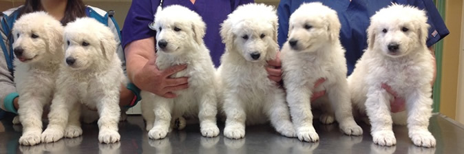pups